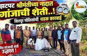 झटपट श्रीमंतीच्या नादात गांजाची शेती..! C1 20261023